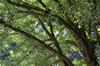 Mossy tree