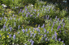 Lupine flowers