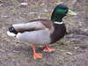 Mallard duck