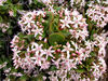 succulent stars1