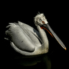Pelican