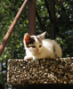 kitten waiting