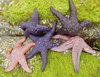 five starfish