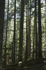 Conifer forest