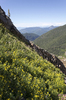 Mountain flowers