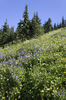 Mountain flowers