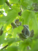 Squirrel hiding