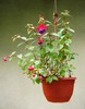 hanging fuchsia
