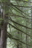Mossy branches