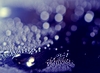 Purple Dews