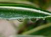 Raindrop Reflections