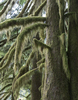 Mossy tree