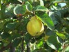 quince tree