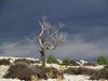 dead tree