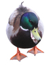 Walking duck
