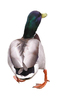 Duck walking