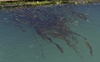 Seaweed and tiny fishes