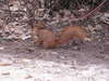 Red squirrel