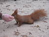 Red squirrel