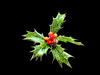 Holly with berries on black