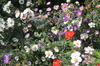 Autumn flowers