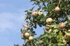 Apple tree