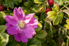 Purple flower