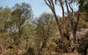 outback hill1