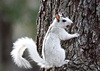 White Squirrel