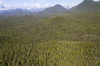 Forest from the air