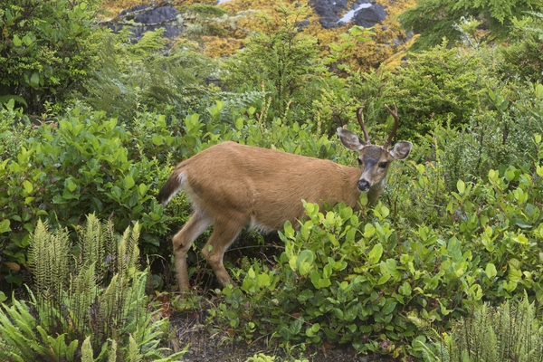 White Tailed Deer Vancouver Island White Tailed Deer Vancouver Island
