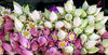 lotus buds1