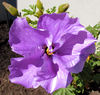 purple petalled beauty2