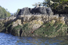 Rocks at low tide