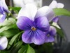 blue pansies