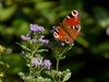 Last 'Taste of Honey'
