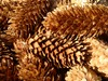 Pine Cones