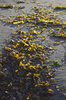 Seaweed