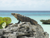 iguana