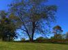 Autumn Morning