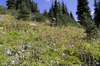 Sub-alpine flora