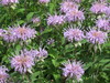 Purple Wildflowers
