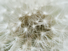Dandelion soft focus