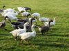 flock of geese