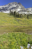 Mountain flower meadows