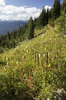 Mountain flower meadows