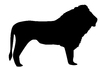 A lion