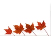 Maple Memories