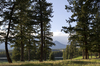 Conifer landscape