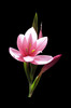 Delicate pink